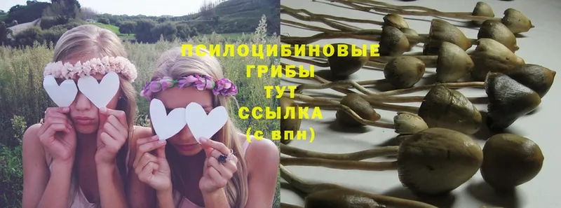 Псилоцибиновые грибы Cubensis  Светлоград 